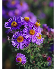 Symphyotrichum novae-angliae 'Guido en Gezelle'