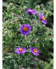 Symphyotrichum novae-angliae 'Guido en Gezelle'