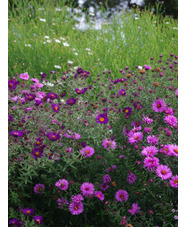 Symphyotrichum novae-angliae 'Violetta'