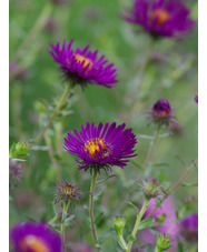 Symphyotrichum novae-angliae 'Violetta'