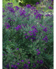 Symphyotrichum novae-angliae 'Violetta'