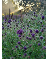 Symphyotrichum novae-angliae 'Violetta'