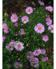 Symphyotrichum novi-belgii 'Fellowship'