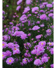 Symphyotrichum novi-belgii 'Fellowship'