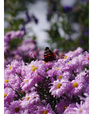 Symphyotrichum novi-belgii 'Fellowship'