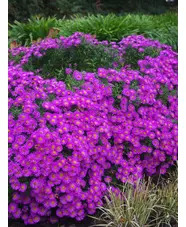 Symphyotrichum novi-belgii 'Heinz Richard'