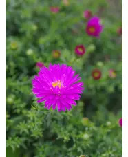 Symphyotrichum novi-belgii 'Heinz Richard'