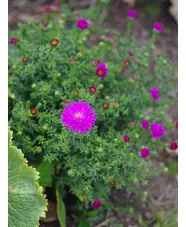 Symphyotrichum novi-belgii 'Heinz Richard'