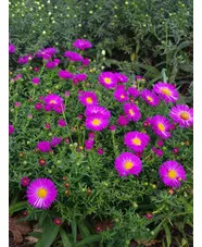 Symphyotrichum novi-belgii 'Heinz Richard'