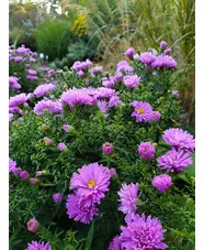 Symphyotrichum novi-belgii 'Heinz Richard'