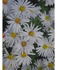 Symphyotrichum novi-belgii 'Kristina'