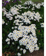 Symphyotrichum novi-belgii 'Kristina'