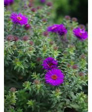 Symphyotrichum novi-belgii 'Purple Dome'