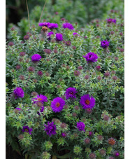 Symphyotrichum novi-belgii 'Purple Dome'