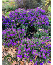 Symphyotrichum novi-belgii 'Purple Dome'