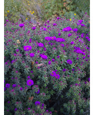 Symphyotrichum novi-belgii 'Purple Dome'