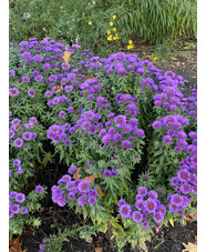 Symphyotrichum novi-belgii 'Purple Dome'