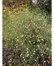 Symphyotrichum pilosum var. pringlei