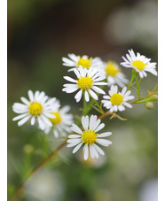 Symphyotrichum pilosum var. pringlei