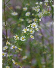 Symphyotrichum pilosum var. pringlei