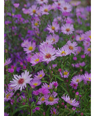 Symphyotrichum 'Prairie Sky'