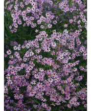 Symphyotrichum 'Prairie Sky'