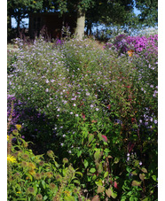 Symphyotrichum 'Primrose Path'