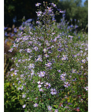 Symphyotrichum 'Primrose Path'