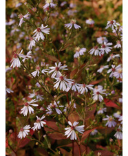 Symphyotrichum 'Primrose Path'