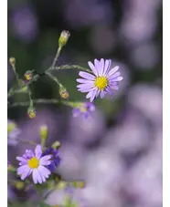 Symphyotrichum turbinellum
