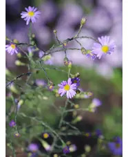 Symphyotrichum turbinellum