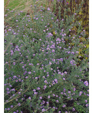 Symphyotrichum x amethystinum 'Freiburg' 