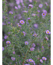 Symphyotrichum x amethystinum 'Freiburg' 