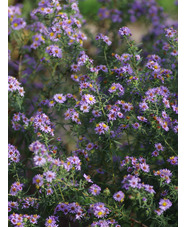 Symphyotrichum x amethystinum 'Freiburg' 