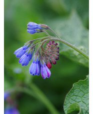 Symphytum asperum