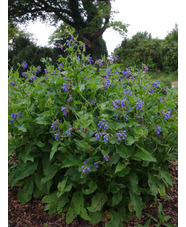 Symphytum asperum