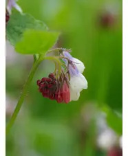 Symphytum 'Hidcote Blue'