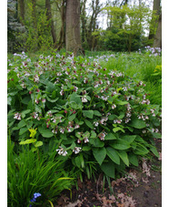 Symphytum 'Hidcote Blue'