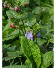 Symphytum 'Hidcote Blue'