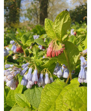 Symphytum 'Hidcote Blue'