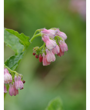 Symphytum 'Hidcote Pink'