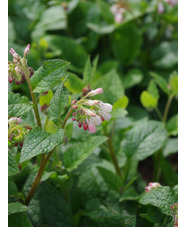 Symphytum 'Hidcote Pink'