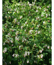 Symphytum 'Hidcote Pink'