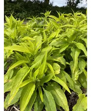 Symphytum ibericum 'All Gold'