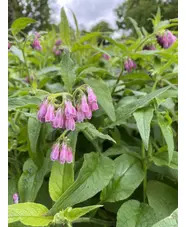 Symphytum ibericum 'All Gold'