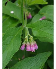 Symphytum ibericum 'All Gold'