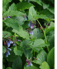 Symphytum ibericum 'Blaueglocken'