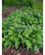 Symphytum ibericum 'Blaueglocken'