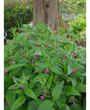 Symphytum 'Romanian Red'