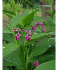 Symphytum 'Romanian Red'
